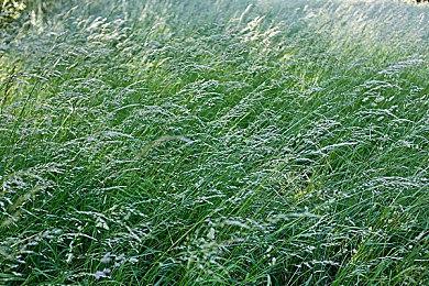 《上古卷轴3：晨风》RTX Remix AI自动强化展示